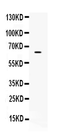 1 - Anti-CKAP4 Picoband Antibody ABO10232