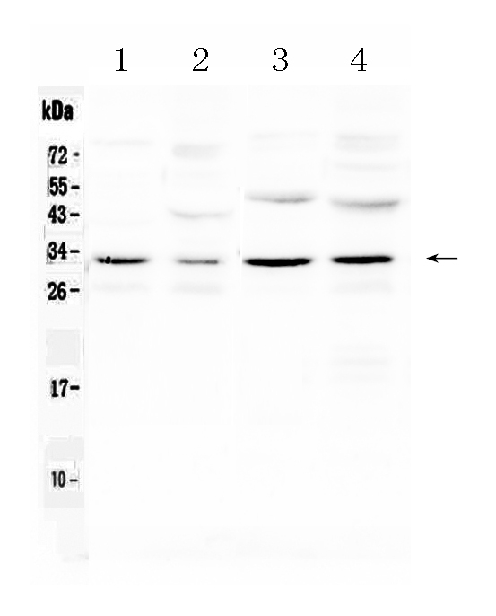 1 - Anti-Aquaporin 3 Picoband Antibody ABO10233