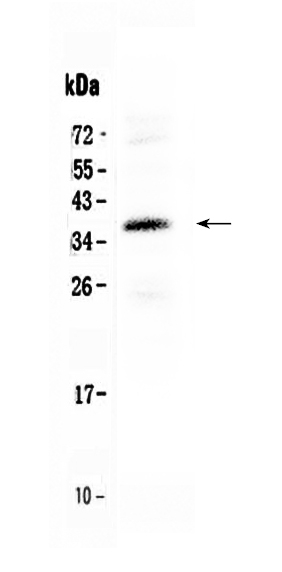 1 - Anti-CORD2 Picoband Antibody ABO10236