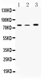 1 - Anti-12 Lipoxygenase Picoband Antibody ABO10239