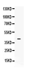 1 - Anti-MC2 receptor Picoband Antibody ABO10241