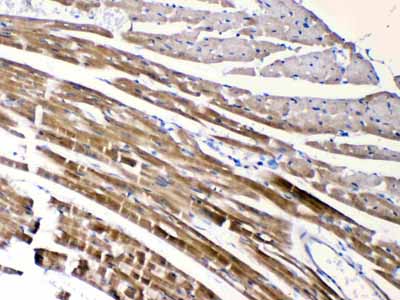 2 - Anti-CHRNA5 Picoband Antibody ABO10244