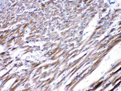 2 - Anti-CHRNA5 Picoband Antibody ABO10244