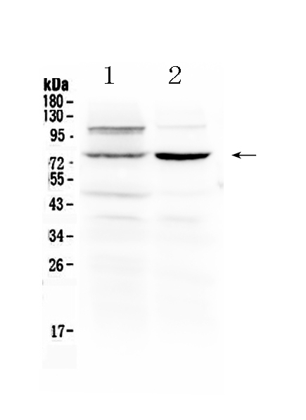 1 - Anti-Dishevelled 2 Picoband Antibody ABO10247