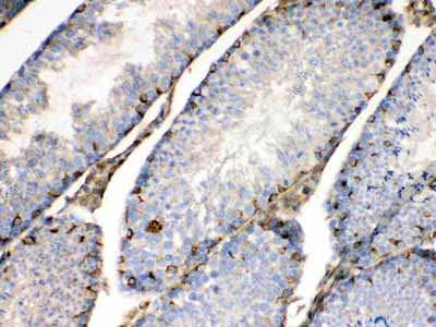2 - Anti-Bag1 Picoband Antibody ABO10248