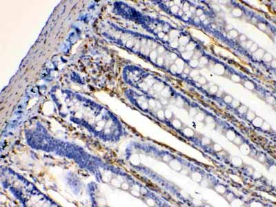 2 - Anti-Bag1 Picoband Antibody ABO10248