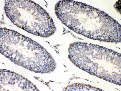 2 - Anti-Bag1 Picoband Antibody ABO10248