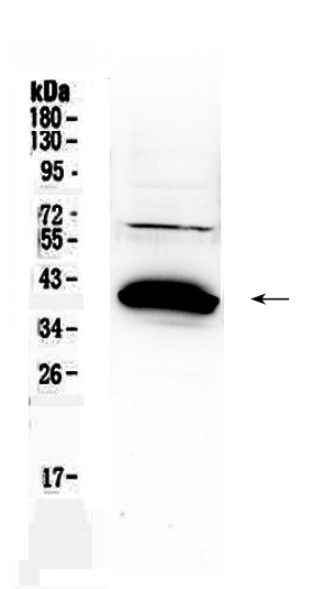 1 - Anti-Bag1 Picoband Antibody ABO10248