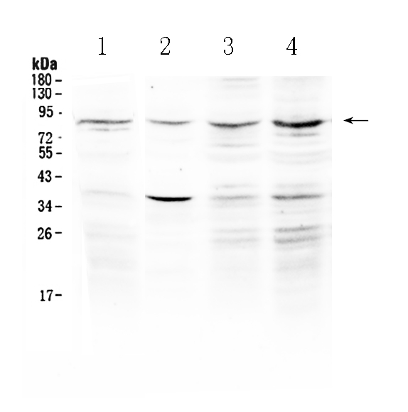 1 - Anti-ECE1 Picoband Antibody ABO10252