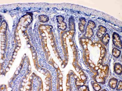 2 - Anti-EBP1 Picoband Antibody ABO10259