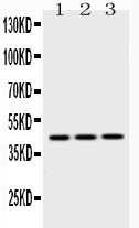 1 - Anti-EBP1 Picoband Antibody ABO10259