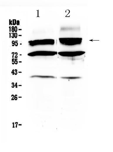 1 - Anti-HCN2 Picoband Antibody ABO10260