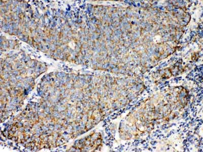 2 - Anti-TECTA Picoband Antibody ABO10262