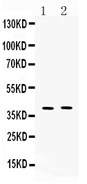 1 - Anti-MC3 Receptor Picoband Antibody ABO10263
