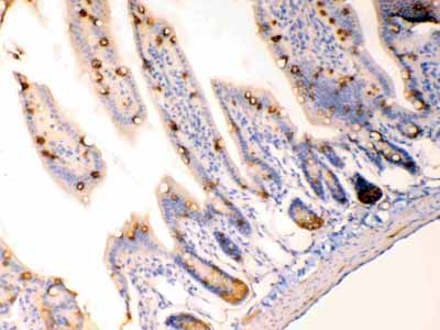 2 - Anti-Anterior Gradient 2 Picoband Antibody ABO10267