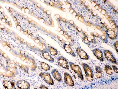 2 - Anti-Anterior Gradient 2 Picoband Antibody ABO10267