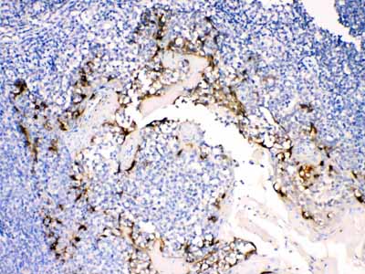 2 - Anti-Anterior Gradient 2 Picoband Antibody ABO10267