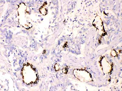 2 - Anti-Anterior Gradient 2 Picoband Antibody ABO10267
