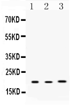 1 - Anti-Anterior Gradient 2 Picoband Antibody ABO10267