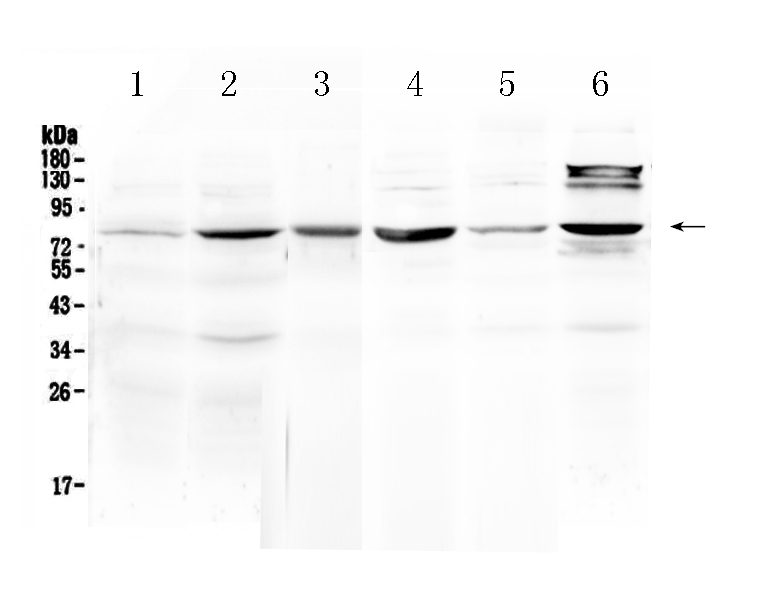 1 - Anti-HSD17B4 Picoband Antibody ABO10268