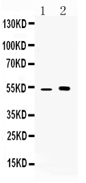 1 - Anti-CDR2 Picoband Antibody ABO10272