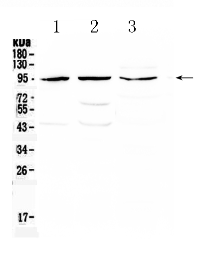 1 - Anti-CD105 Picoband Antibody ABO10274