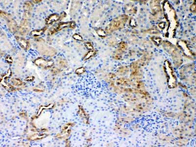 2 - Anti-ALDH1A3 Picoband Antibody ABO10276