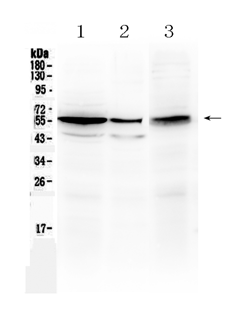 1 - Anti-ALDH1A3 Picoband Antibody ABO10276