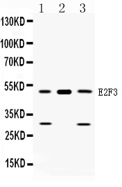 1 - Anti-E2F3 Picoband Antibody ABO10277