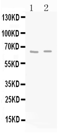 1 - Anti-GAD65 Picoband Antibody ABO10278