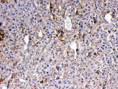 2 - Anti-Thrombopoietin Picoband Antibody ABO10281