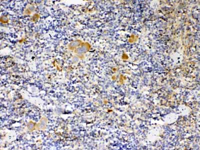 2 - Anti-Thrombopoietin Picoband Antibody ABO10281