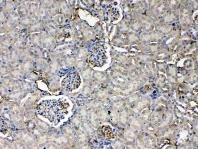 2 - Anti-Thrombopoietin Picoband Antibody ABO10281