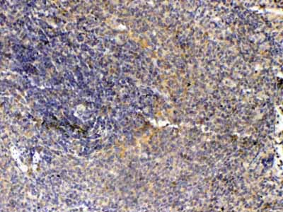 2 - Anti-Thrombopoietin Picoband Antibody ABO10281