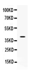 1 - Anti-CD48 Picoband Antibody ABO10284