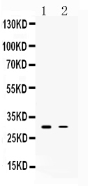 1 - Anti-TSG6 Antibody ABO10288