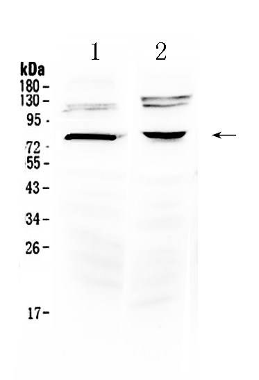 1 - Anti-Dishevelled 3 Picoband Antibody ABO10292