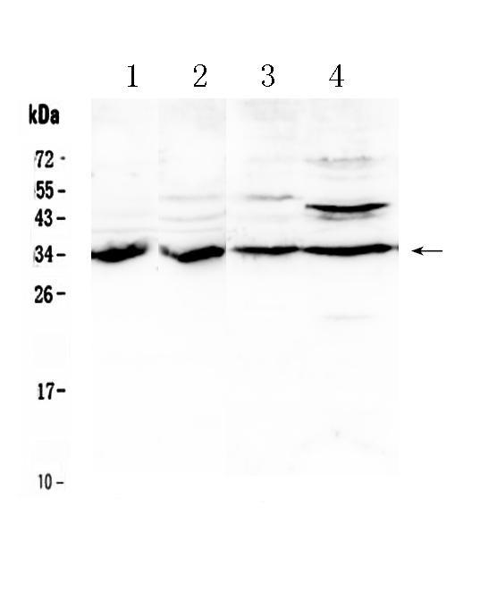 1 - Anti-BRMS1 Picoband Antibody ABO10293