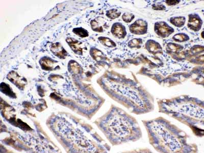 2 - Anti-RanBP1 Picoband Antibody ABO10300