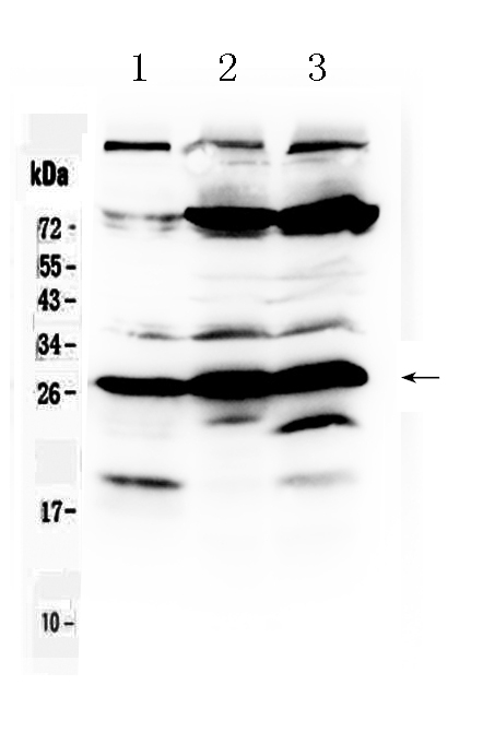 1 - Anti-RanBP1 Picoband Antibody ABO10300