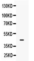 1 - Anti-IRF9 Picoband Antibody ABO10307