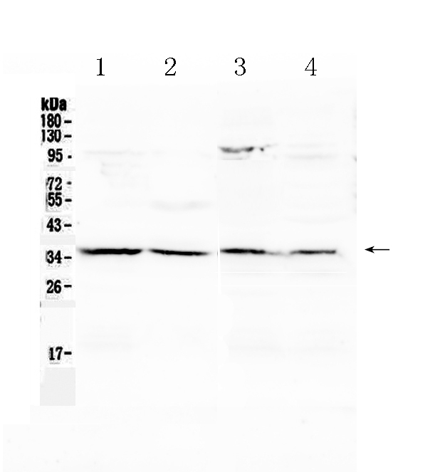 1 - Anti-Annexin IV Picoband Antibody ABO10311