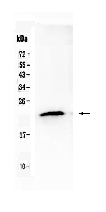 1 - Anti-TMEM107 Picoband Antibody ABO10315