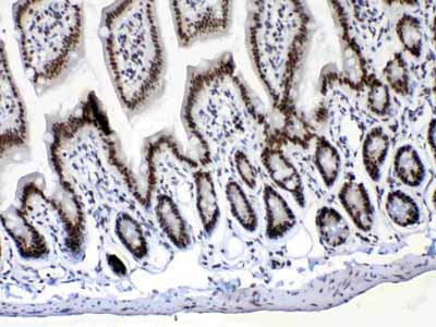 2 - Anti-Musashi 1/Msi1 Picoband Antibody ABO10316