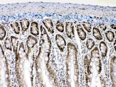 2 - Anti-Musashi 1/Msi1 Picoband Antibody ABO10316