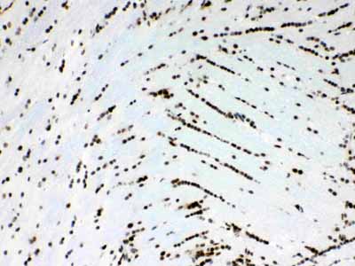 2 - Anti-Musashi 1/Msi1 Picoband Antibody ABO10316