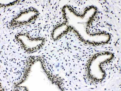 2 - Anti-Musashi 1/Msi1 Picoband Antibody ABO10316