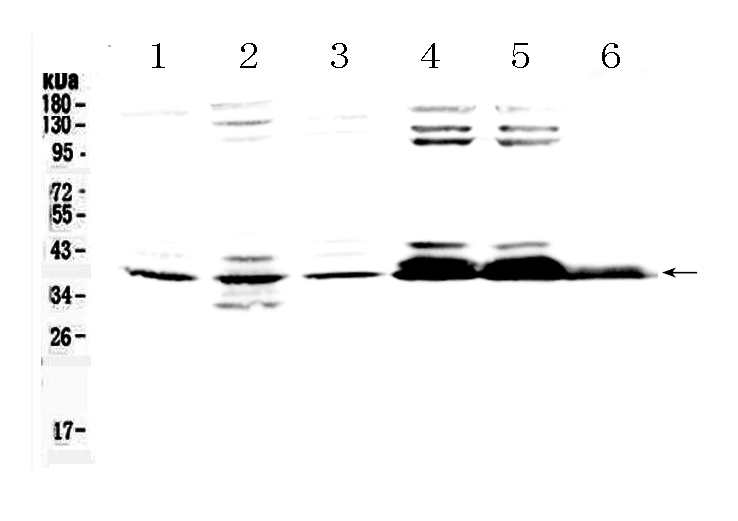 1 - Anti-Musashi 1/Msi1 Picoband Antibody ABO10316