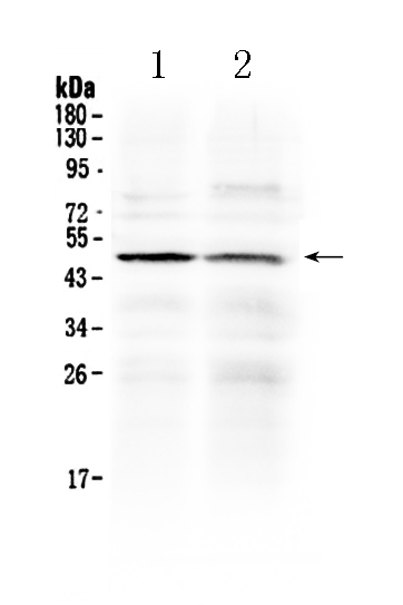 1 - Anti-HtrA3 Picoband Antibody ABO10318