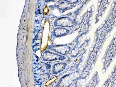 2 - Anti-ANGPTL2 Picoband Antibody ABO10322
